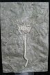 Archaeocrinus Crinoid From Ontario #8629-1